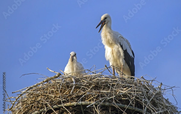 Obraz Two young storks in the nest. White stork (Ciconia ciconia).