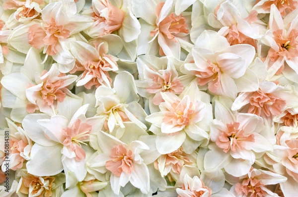 Fototapeta Springtime blooming yellow, white and apricot color daffodils, spring blossoming narcissus (jonquil) flowers bouquet background, selective focus, shallow focus