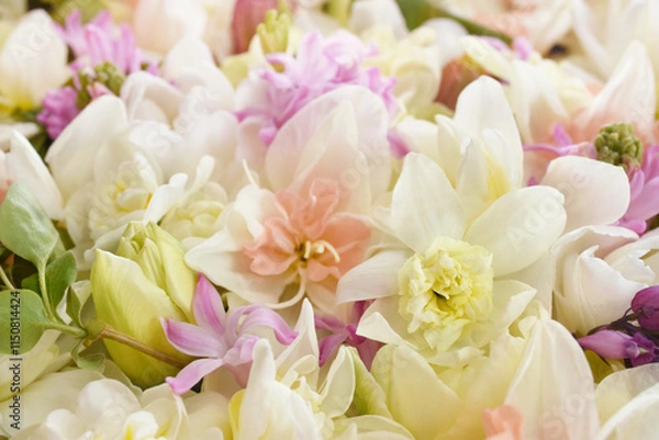 Fototapeta Blossoming white and light yellow daffodils, pink hyacinths and spring flowers festive background, bright springtime bouquet floral card, selective focus, shallow focus