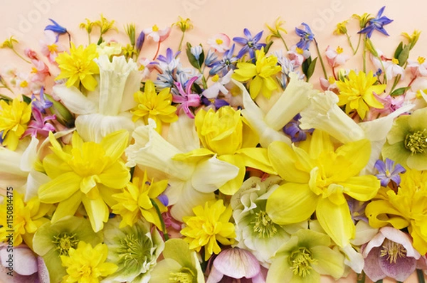 Fototapeta Blossoming white and light yellow daffodils, pink hyacinths and spring flowers festive background, bright springtime bouquet floral card, selective focus, shallow focus