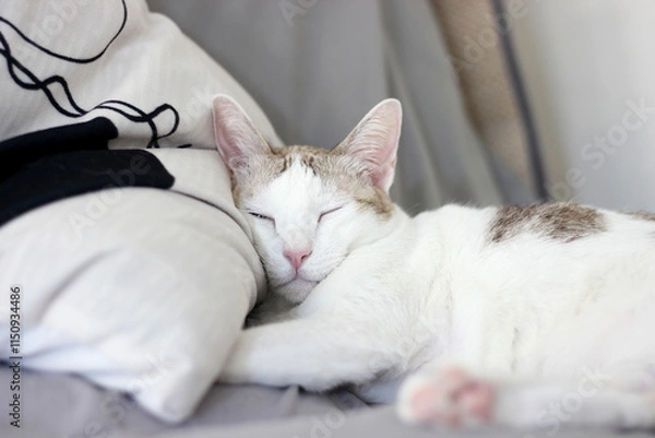 Obraz A cat is sleeping on a pillow