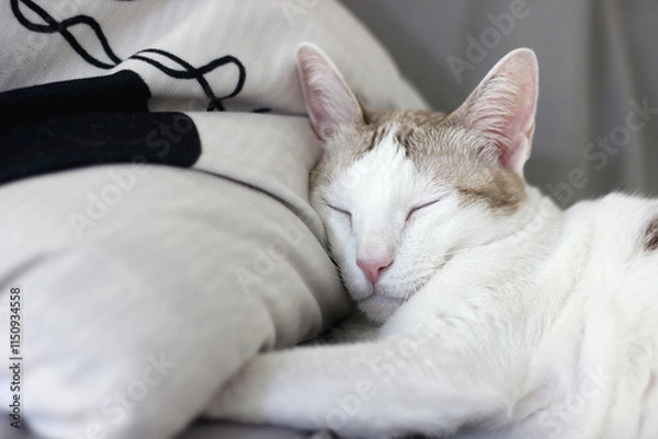 Obraz A cat is sleeping on a pillow