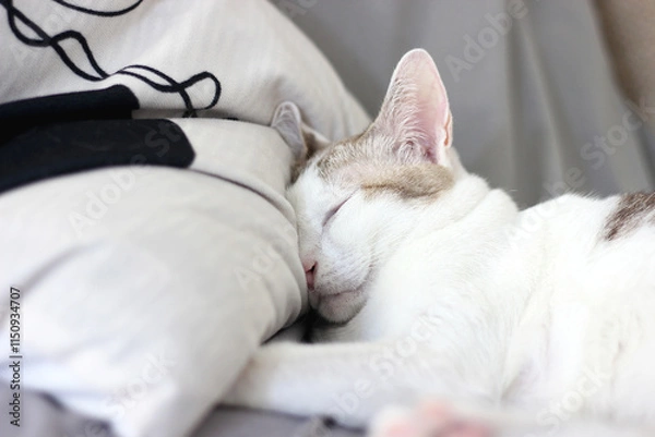 Obraz A cat is sleeping on a pillow