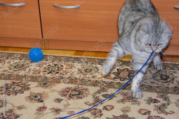 Fototapeta Beautiful gray British cat plays with a blue string, holding it in her mouth