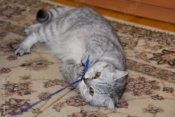 Fototapeta A beautiful gray British cat lies on the carpet and holds a blue string in its mouth