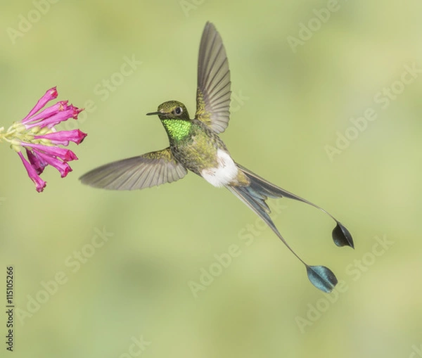 Obraz Male Booted Racket-tail - Male Booted Racket-tail hummingbird with wings and split tail spread hovers at a flower.