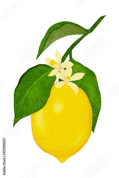 Fototapeta Watercolor lemon fruit on a branch with green leaves, isolated on a white background