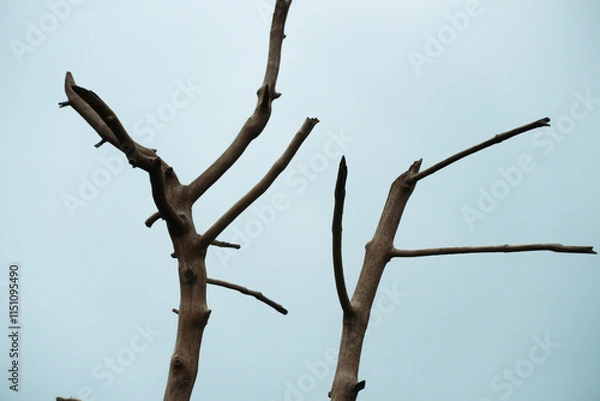 Obraz Dry tree branches on a blue sky background