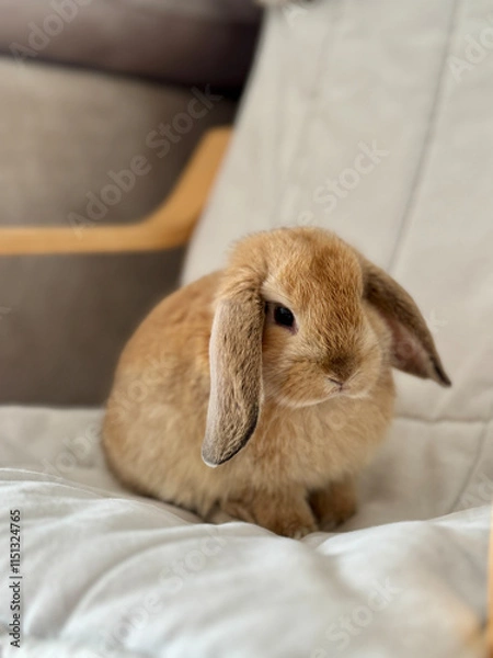 Obraz Adorable Little Bunny Enjoying Its Cozy Home