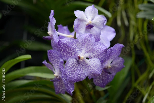 Fototapeta パンダ　ランの花