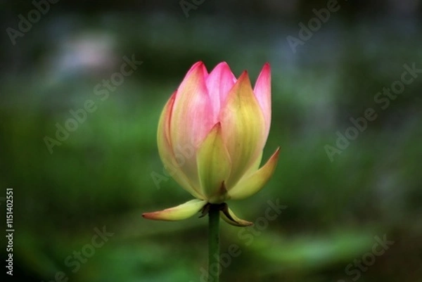 Obraz pink lotus flower
