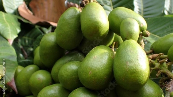 Fototapeta The Pometia pinnata common names, including Matoa, Taun tree, Island lychee, Tava, and Pacific lychee
