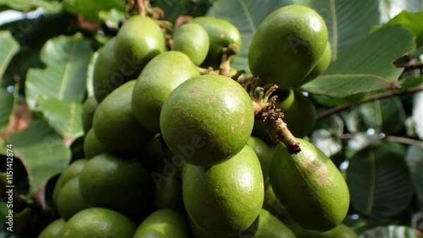 Fototapeta The Pometia pinnata common names, including Matoa, Taun tree, Island lychee, Tava, and Pacific lychee