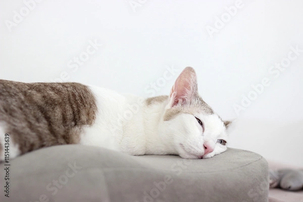 Obraz The cat lay on the gray cushion in the white wall room