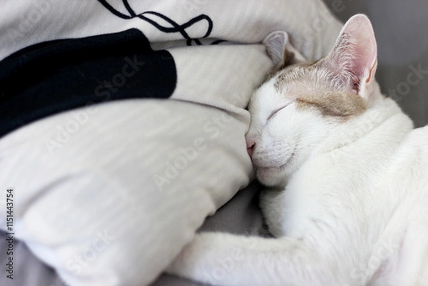 Obraz A cat is sleeping on a bed