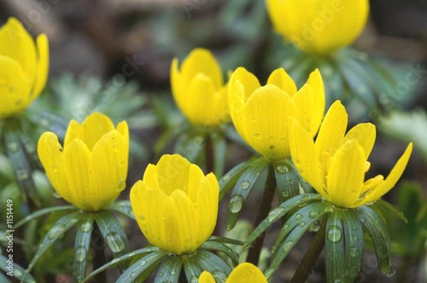 Obraz winter aconite in group