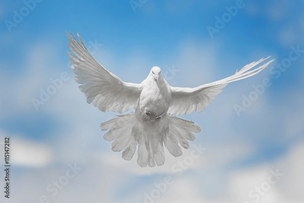 Obraz White Dove leci