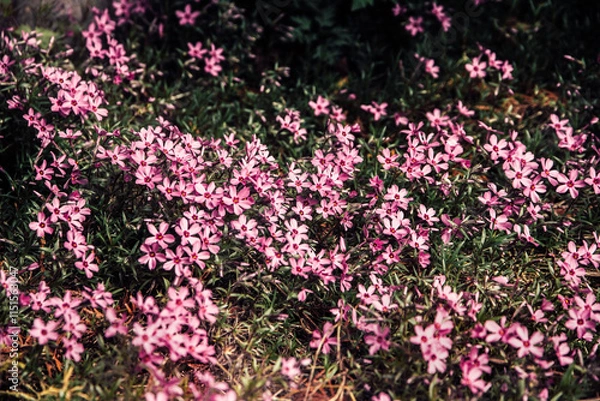 Obraz  Flower Carpet.