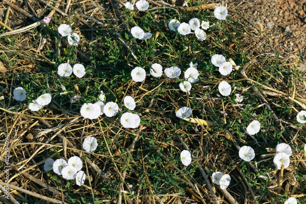 Fototapeta A white blooming field bindweed (Convolvulus arvensis) in Croatia