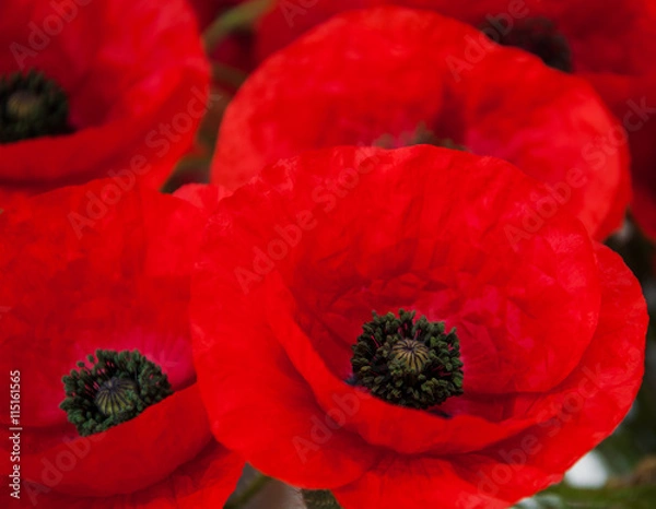 Obraz Red poppy flowers