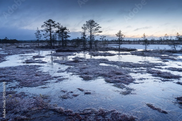 Fototapeta Sunrise in the bog. Icy cold marsh. Frosty ground. Swamp lake and nature. Freeze temperatures in moor. Blue fen. Muskeg natural environment. Sediment trees and frozen water.