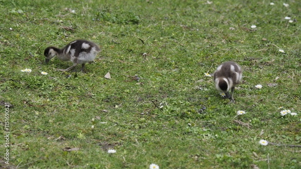 Obraz Wilde Enten auf einer Wiese 