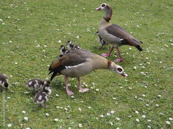 Obraz Wilde Enten auf einer Wiese 