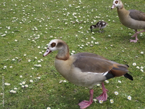 Obraz Wilde Enten auf einer Wiese 