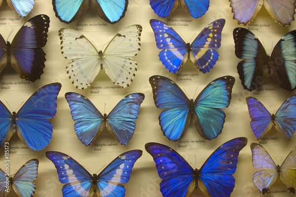 Obraz butterfly collection