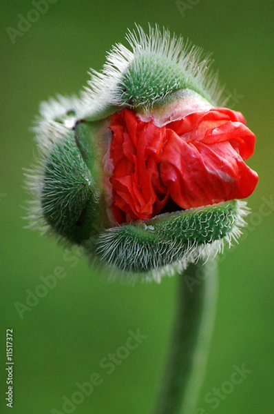Fototapeta Mohnknospe