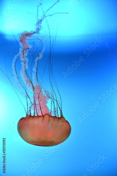 Fototapeta Big jellyfish 