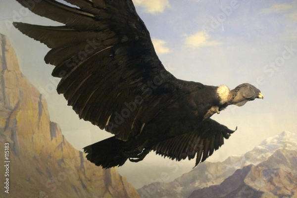 Obraz condor