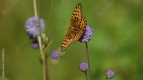 Fototapeta Schmetterlinge-1