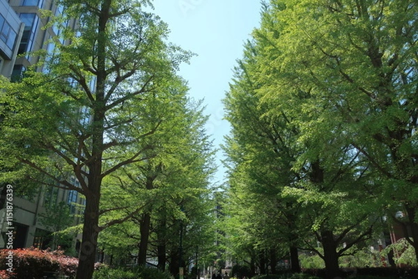 Fototapeta 東京都日本橋浜町にあるビジネスビル周辺の街路樹の風景　都市風景