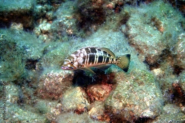 Obraz Grouper Fish in the Atlantic Ocean – Tenerife