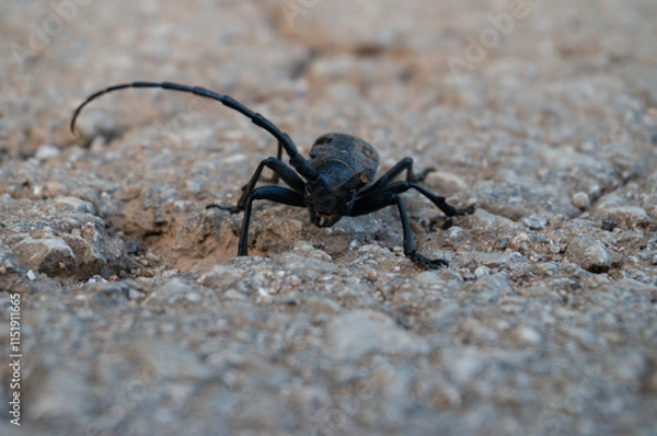 Obraz Morimus funereus