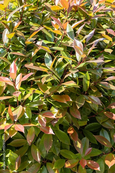 Fototapeta Beautiful red and green leaves of Photinia fraseri 'Red Robin' shrub are used in landscape design. Close-up. Nature concept for design.