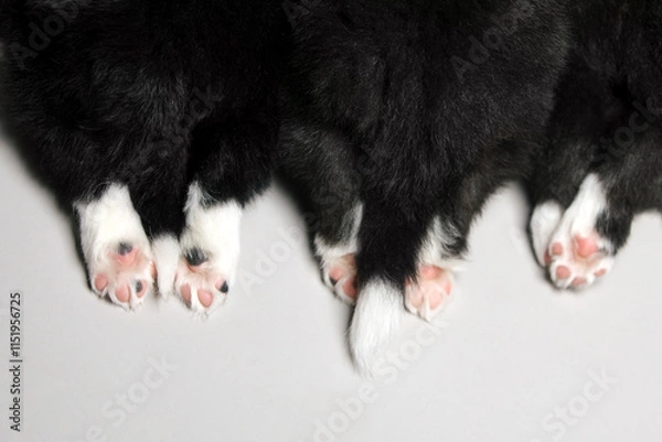 Fototapeta Three puppies lie together. View from above, fragment close-up of paws and tails. Border Collie