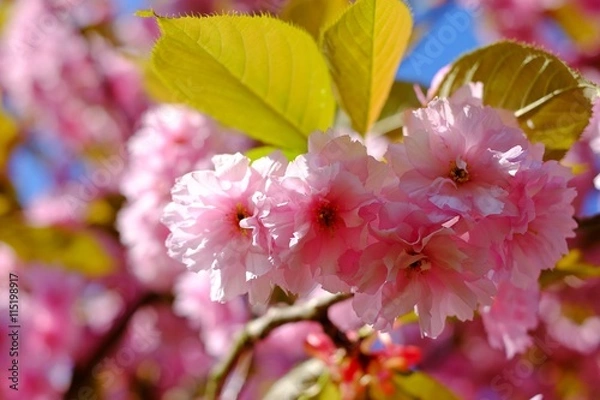 Fototapeta Branches sakura, blossom
