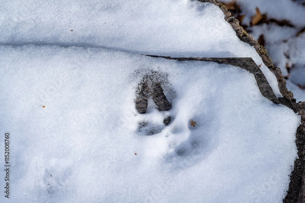 Obraz Deer track in snow
