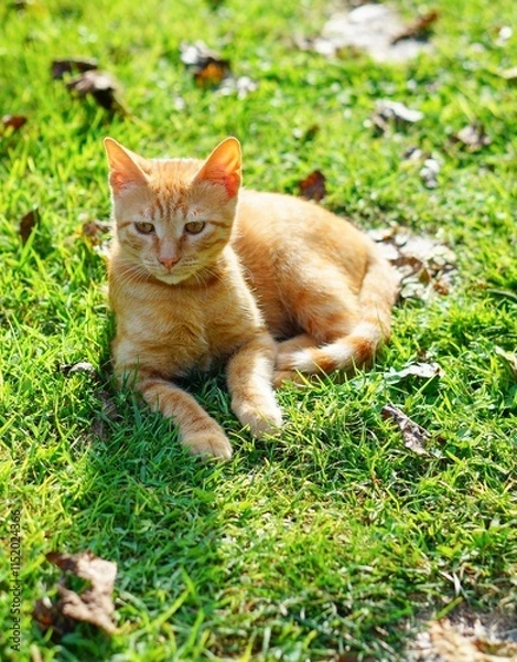 Obraz Closeup shot of an orange kitten on the grass lying on its side on a sunny day