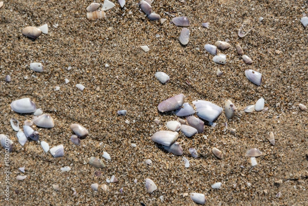 Fototapeta Shells in sand texture background. Seashell on sandy beach nature pattern, ocean dune clams in sunny day
