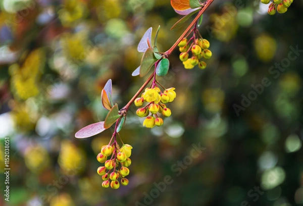 Obraz A sprig of barberry with bright yellow flowers