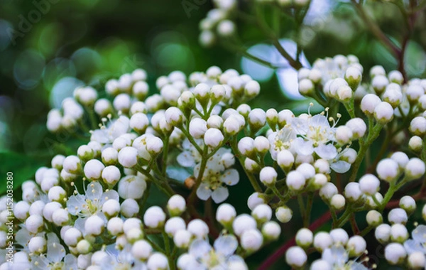 Obraz Close-up of unopened white flower buds
