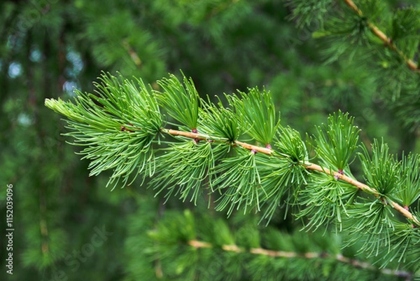 Obraz Young branch of larch with green needles