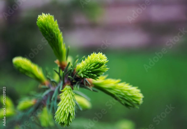 Obraz Young fresh green shoots of spruce on branch