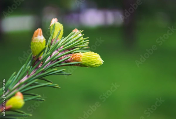 Obraz Young fresh green shoots of spruce on branch