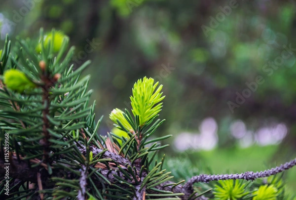 Obraz Young fresh green shoots of spruce on branch
