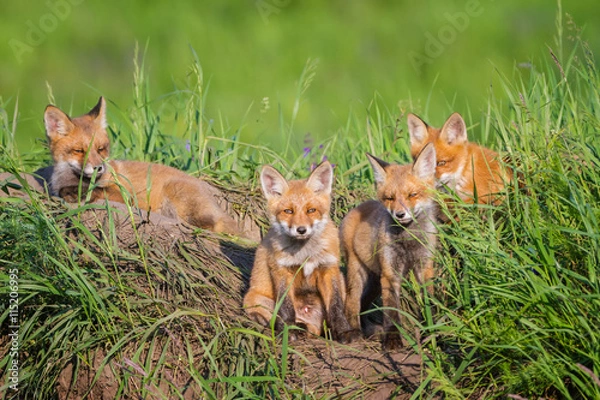 Obraz Four little foxes