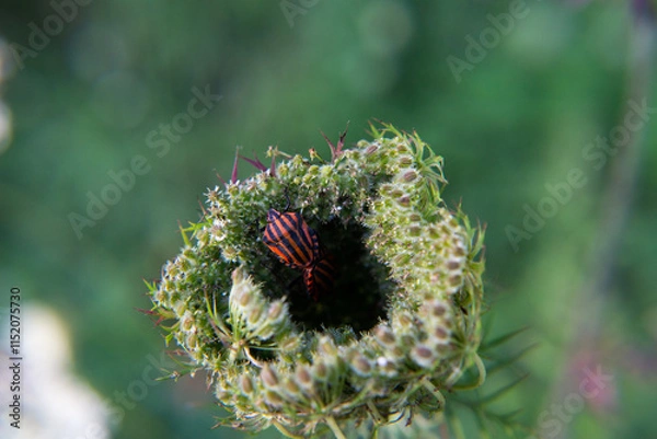 Fototapeta Bug  on plant